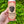 Load image into Gallery viewer, A hand holds a can of Fogbuster® Coffee Works Sweet Vanilla Cream Nitro Cold Brew against green leafy bushes. The shelf-stable can instructs to "shake hard" before drinking.